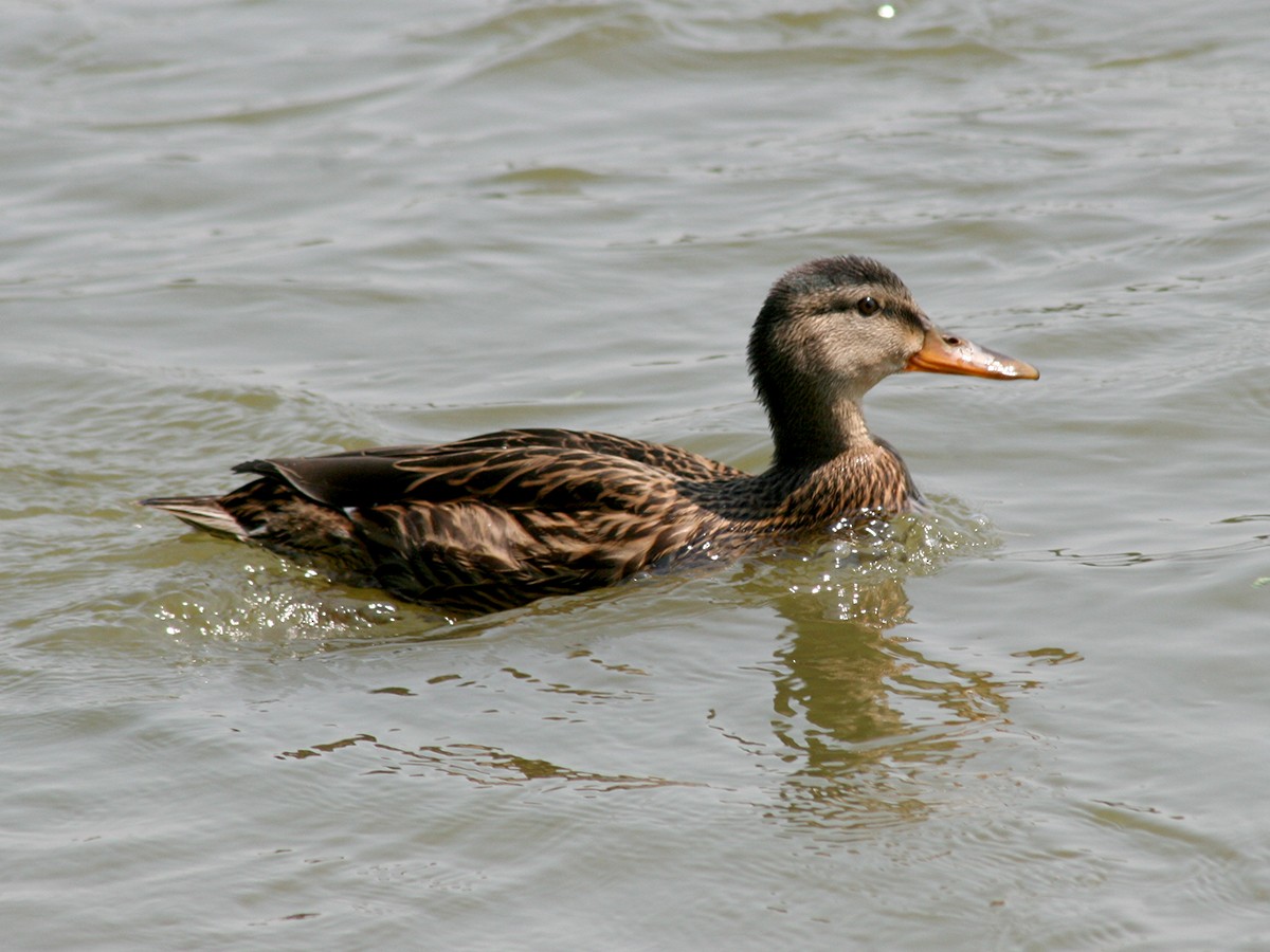 Mallard - ML110881091