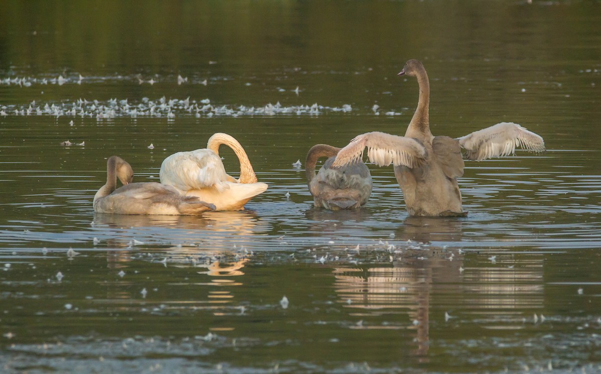 Trumpeter Swan - ML110881691