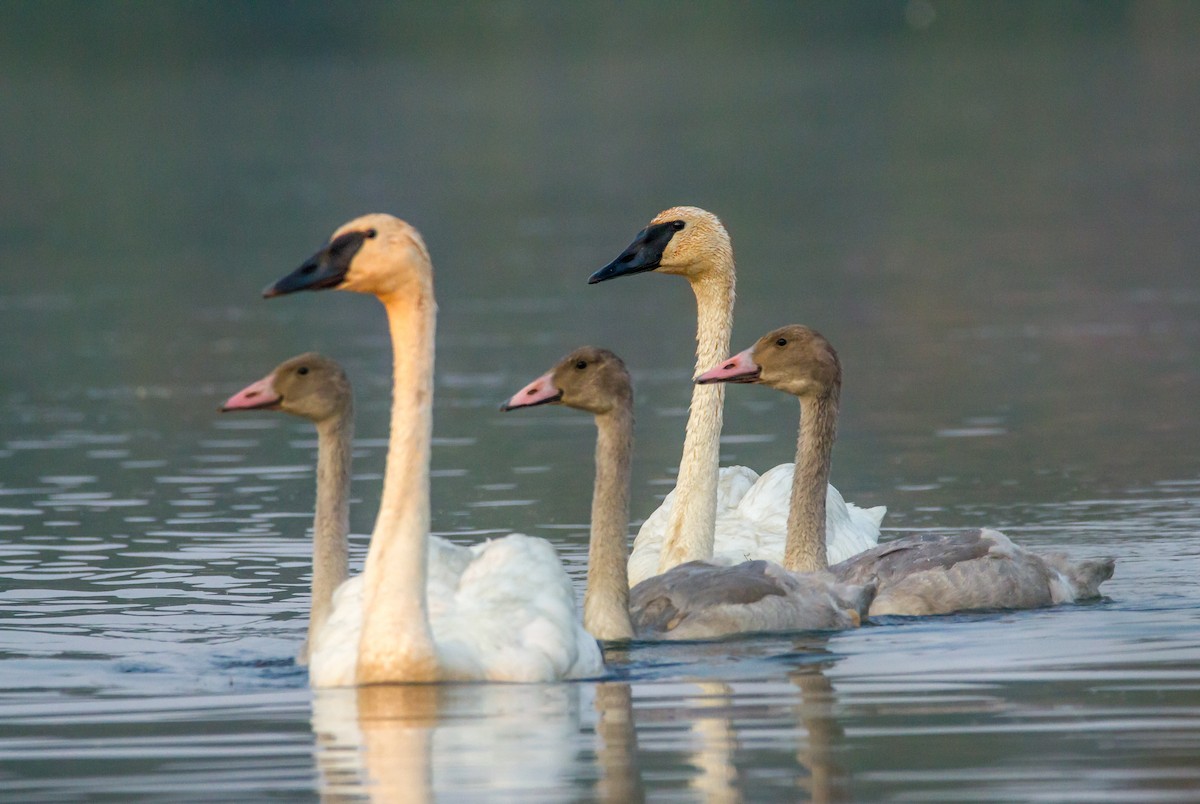 Cygne trompette - ML110881721