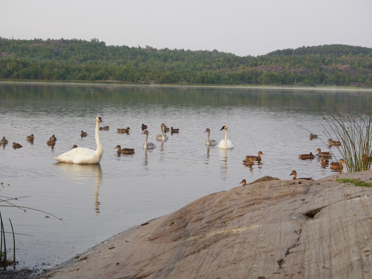 Canard colvert - ML110882031