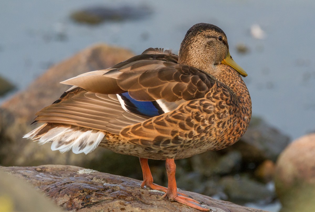 Canard colvert - ML110882371