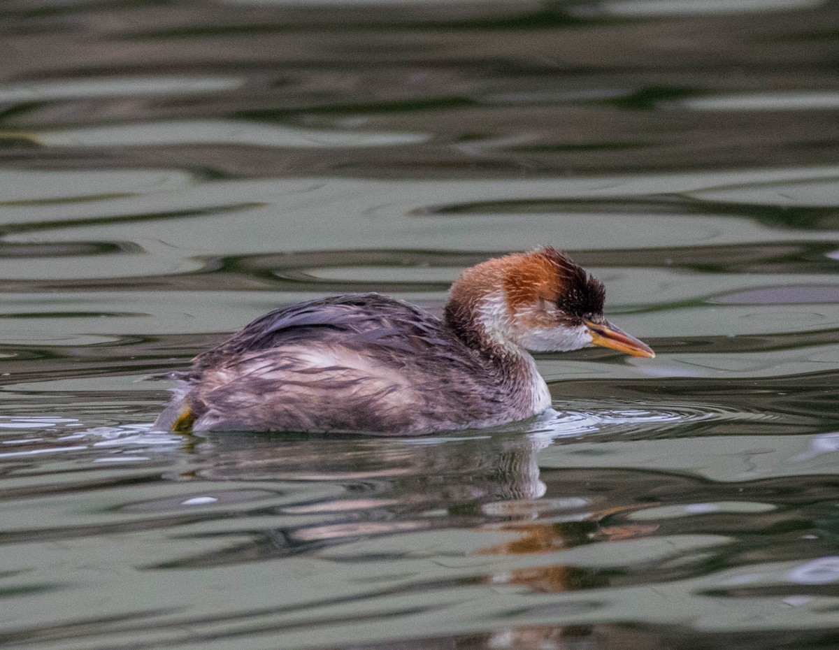 Titicaca Grebe - ML110882751