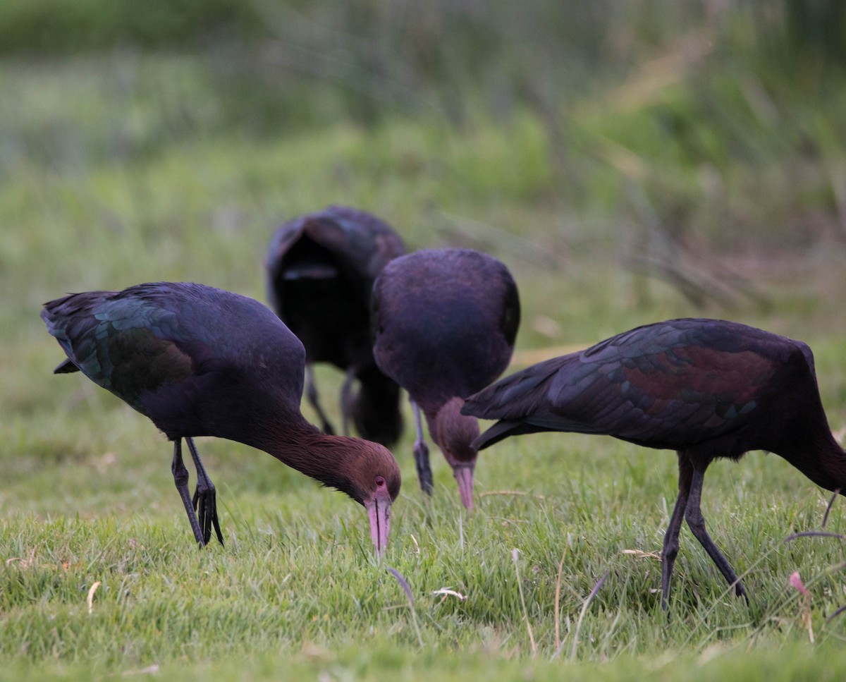 Puna Ibis - ML110884091