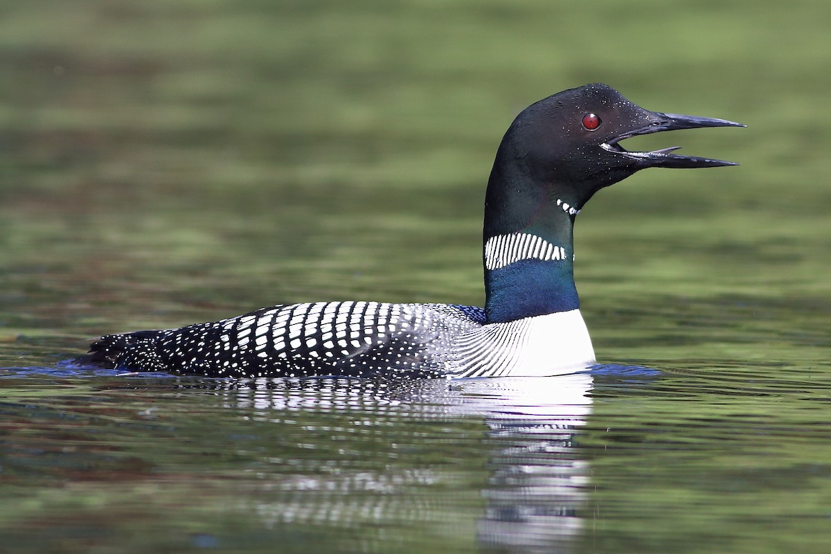 Common Loon - ML110884131