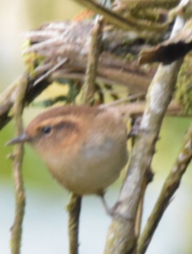 střízlík rezavohnědý - ML110887261