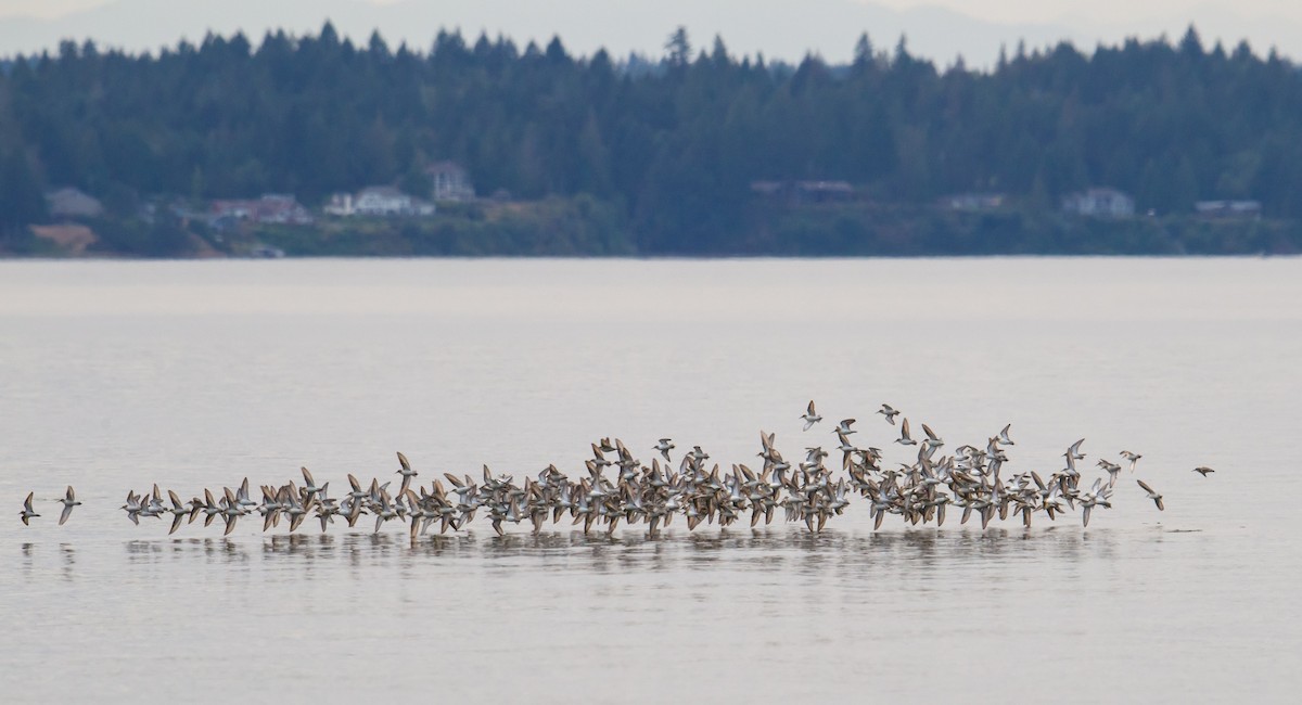 Western Sandpiper - ML110887601