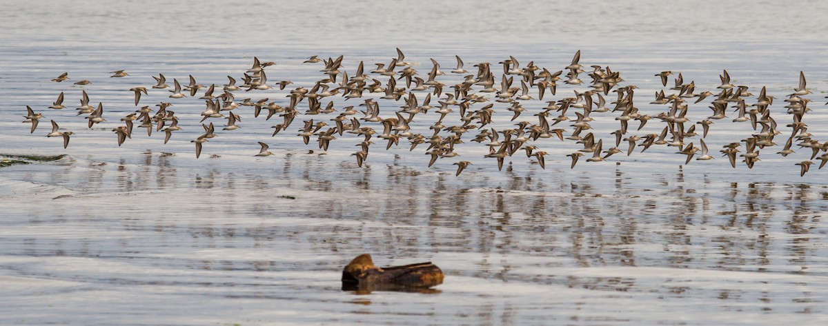 Western Sandpiper - ML110887631