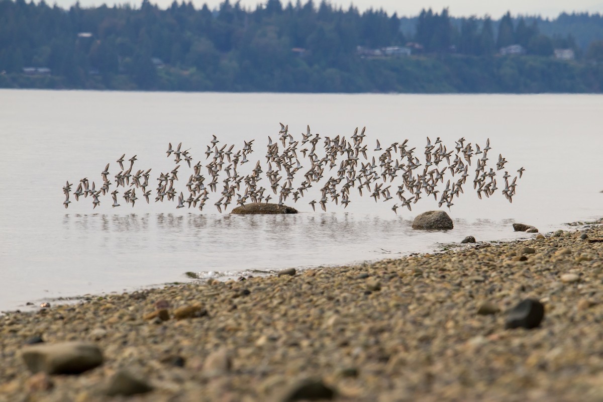 Western Sandpiper - ML110887651