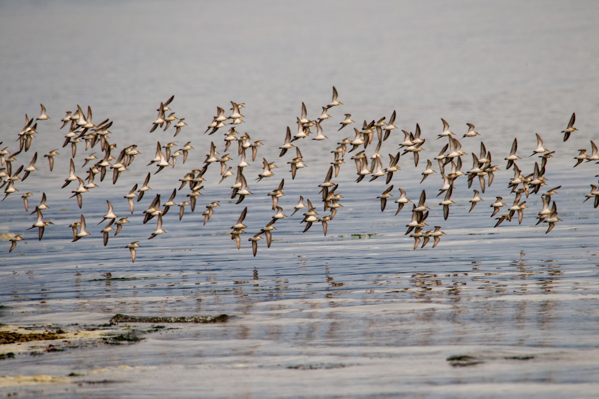 Western Sandpiper - ML110887691