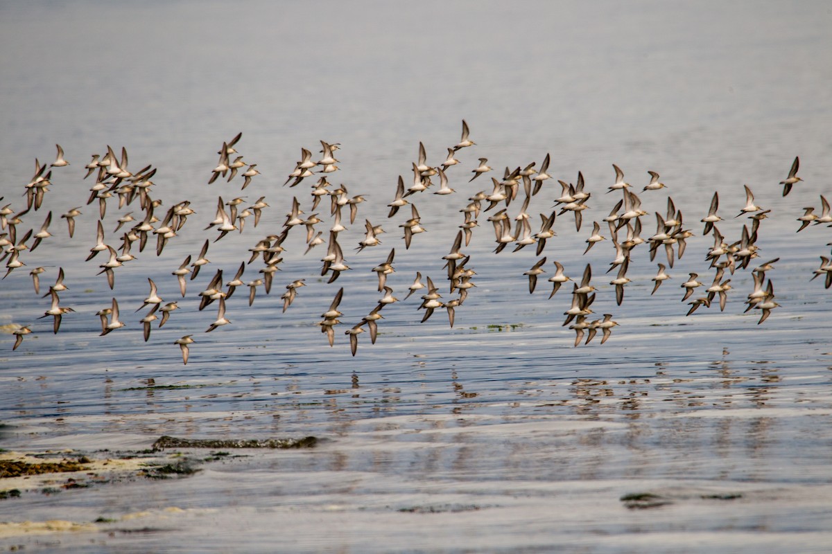 Western Sandpiper - Belen Schneider