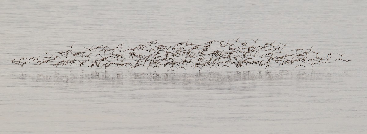 Western Sandpiper - ML110887701