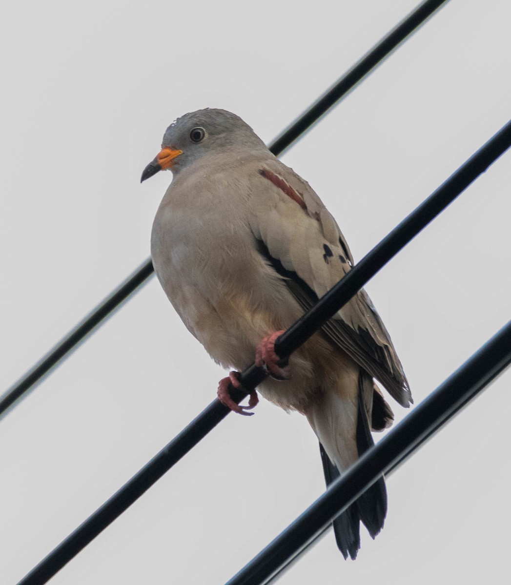 Croaking Ground Dove - ML110887861