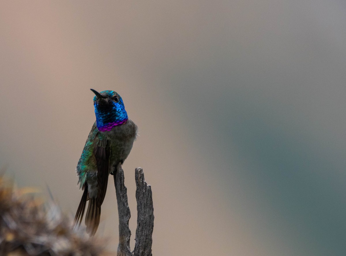 Colibrí de Myrtis - ML110888021