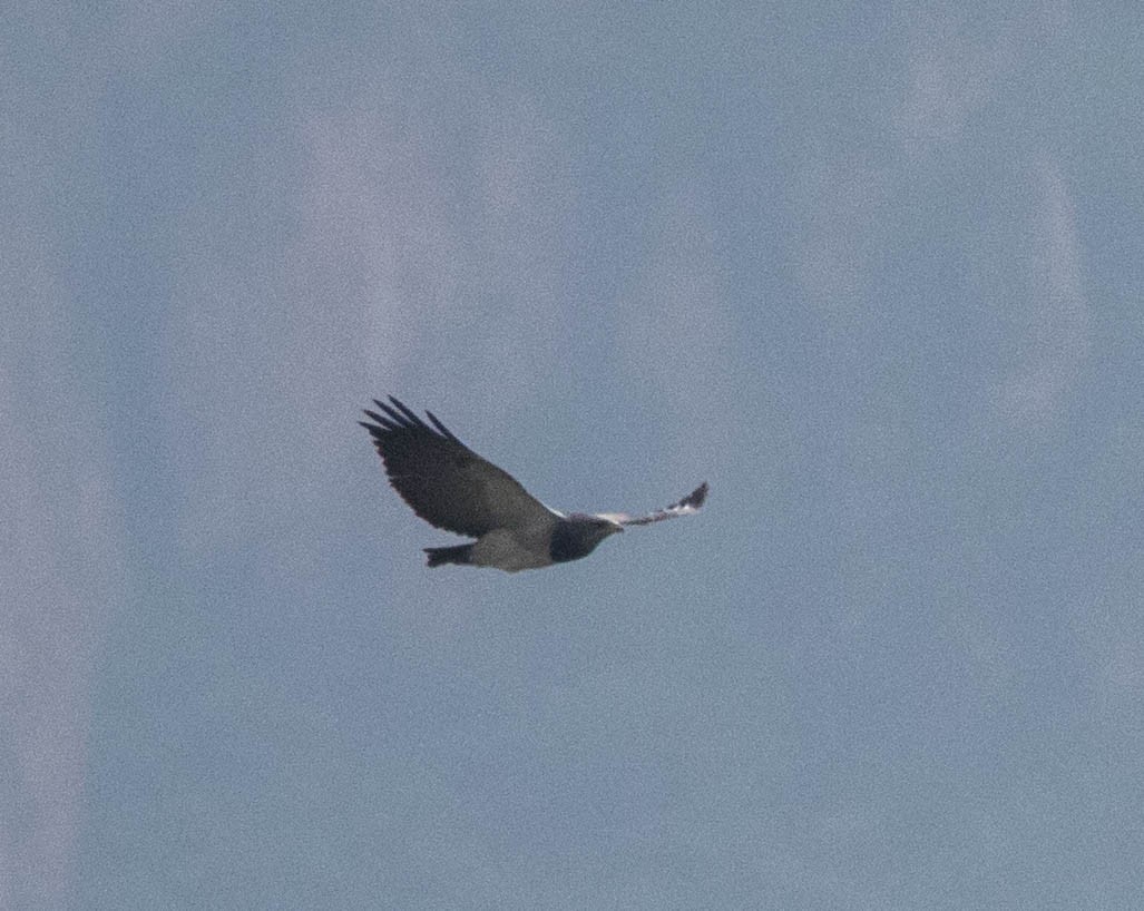 Black-chested Buzzard-Eagle - Craig Evans