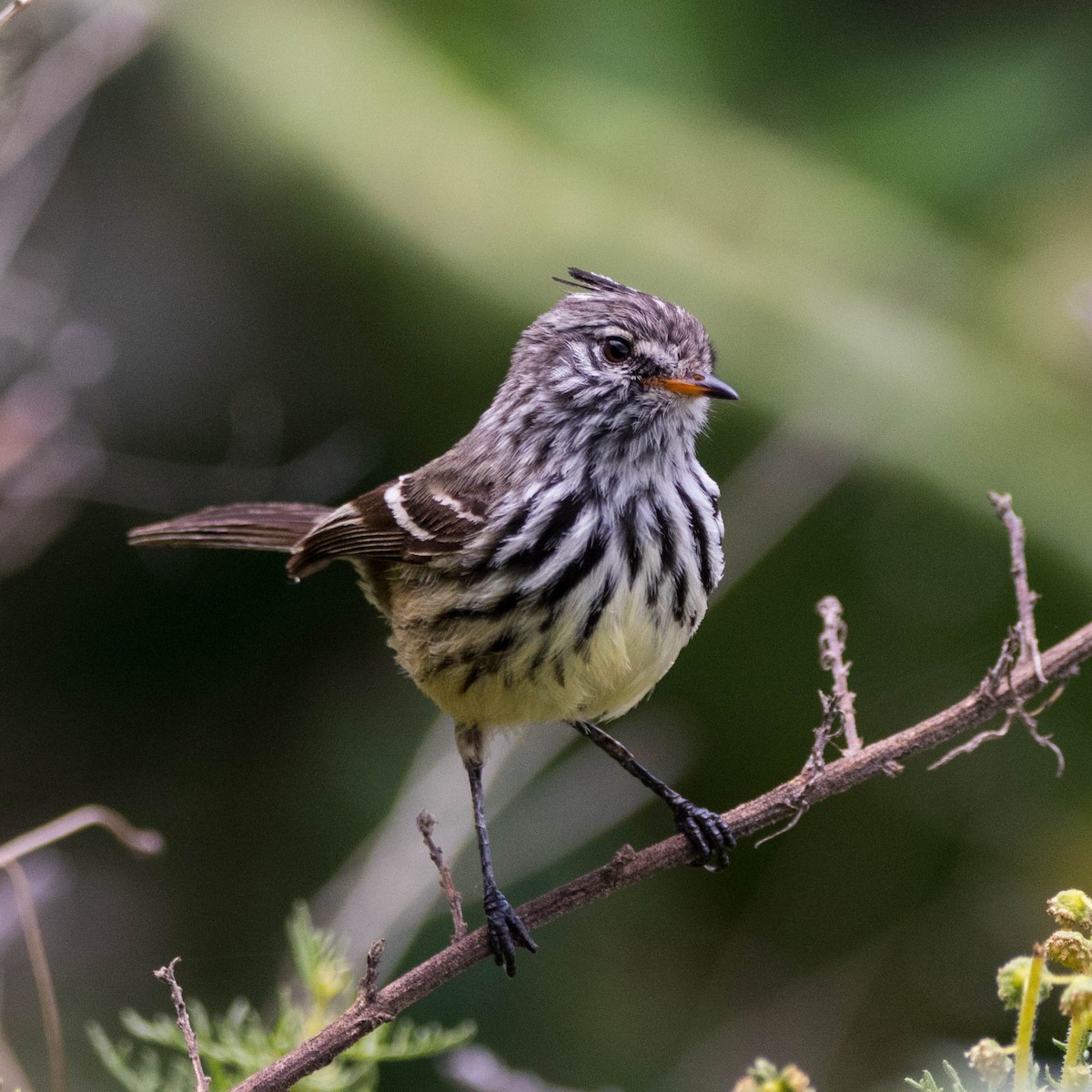 Yellow-billed Tit-Tyrant - Craig Evans