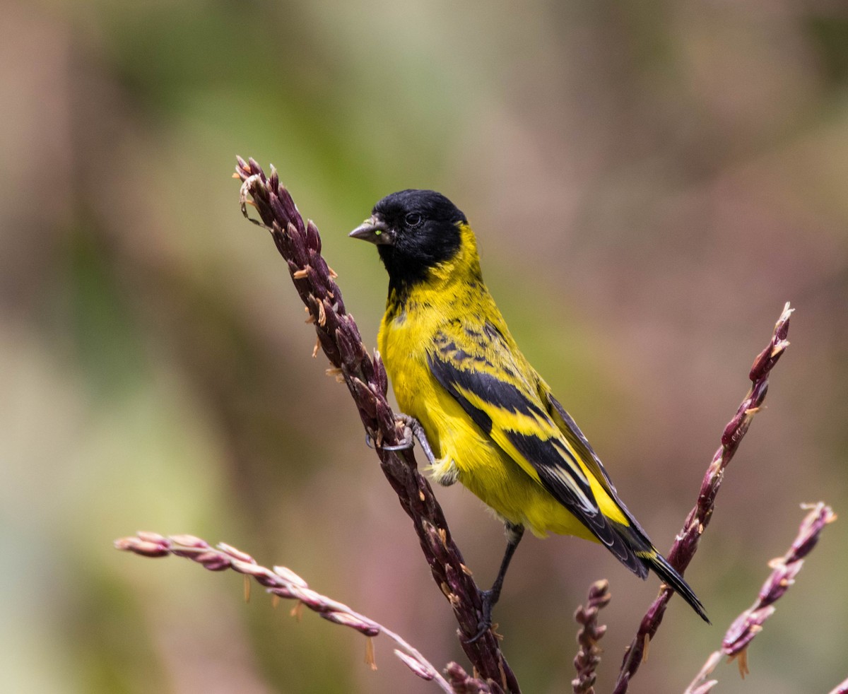 Hooded Siskin - ML110888281