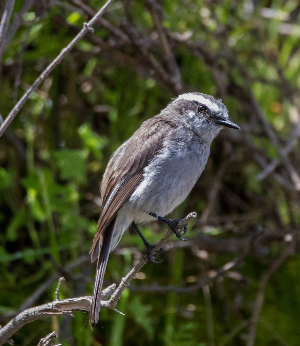 Pitajo Gris - ML110888371