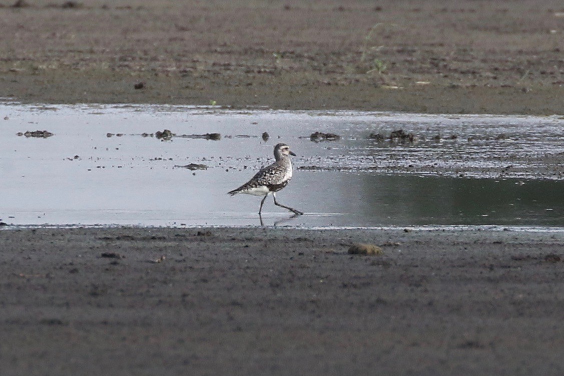 Black-bellied Plover - ML110890091