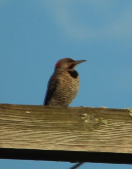Northern Flicker (Yellow-shafted) - ML110891851