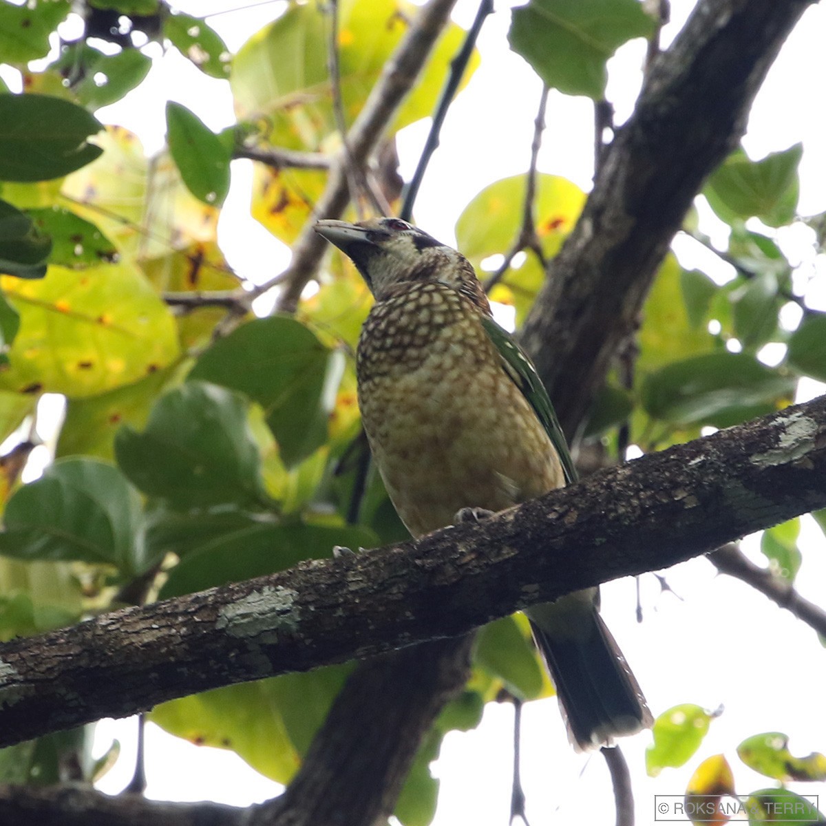 Black-eared Catbird - ML110892891