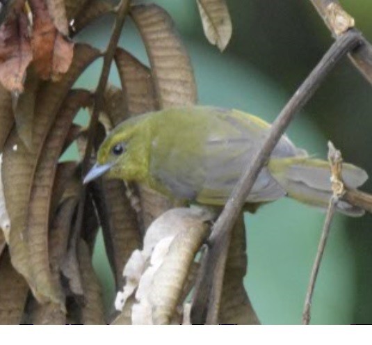 Oleaginous Hemispingus - ML110893181