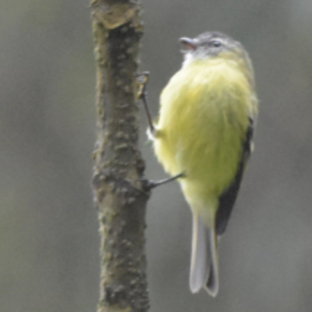 Black-capped Tyrannulet - ML110893771