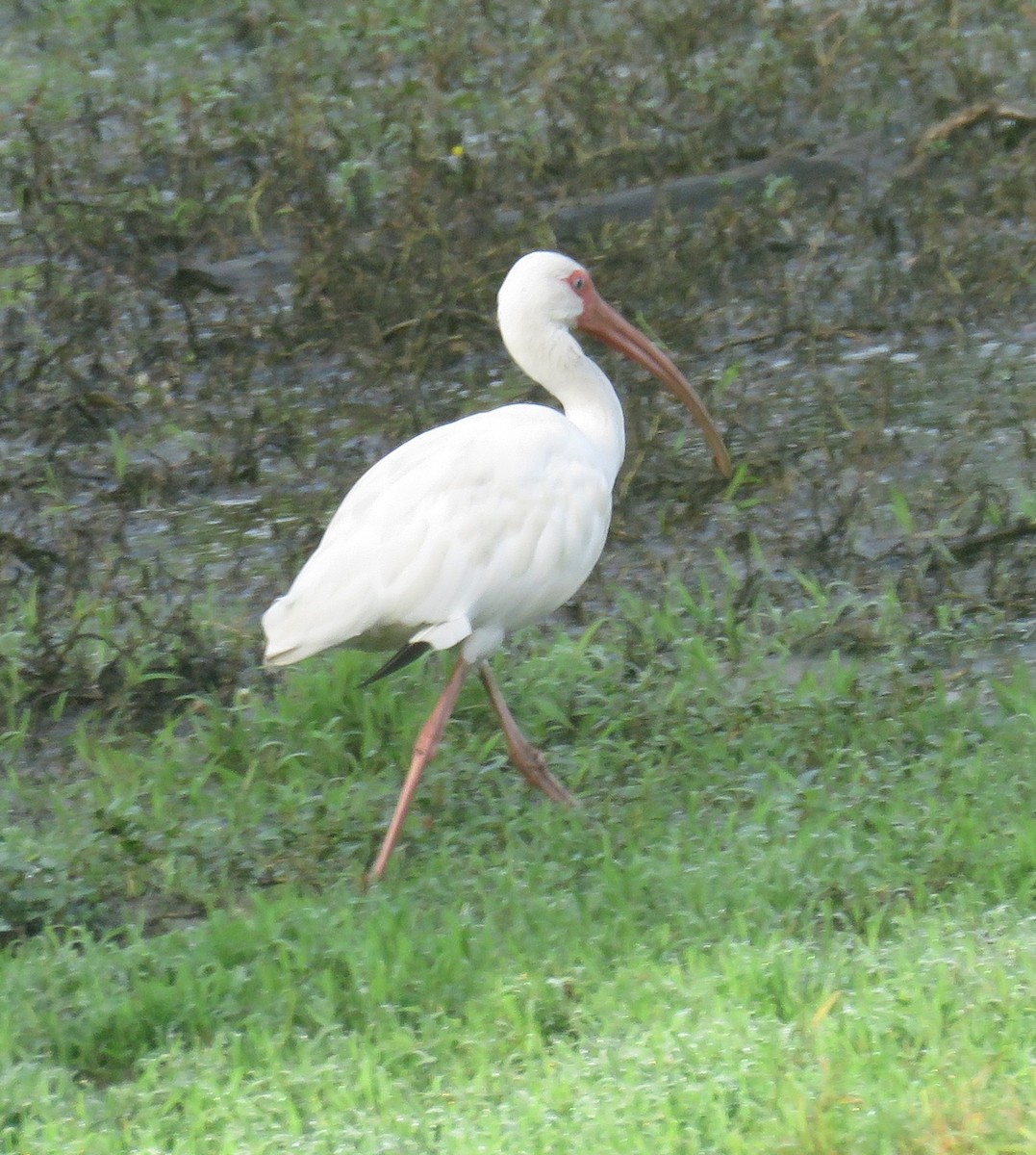 ibis bílý - ML110893781