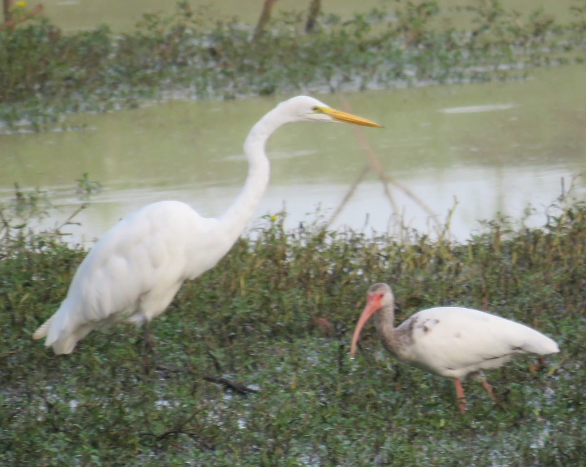 White Ibis - ML110893791