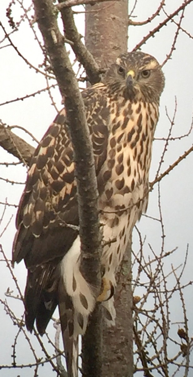 American Goshawk - ML110893821