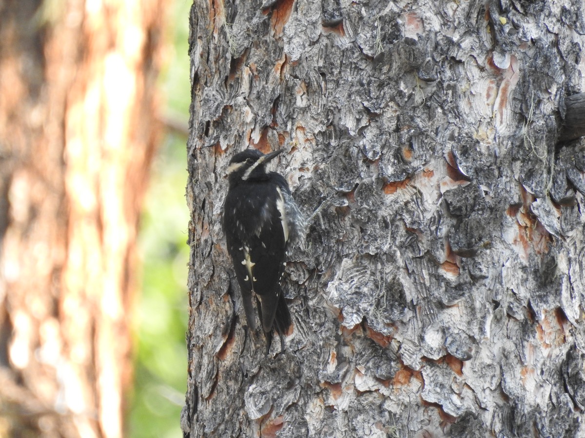 Williamson's Sapsucker - ML110894871