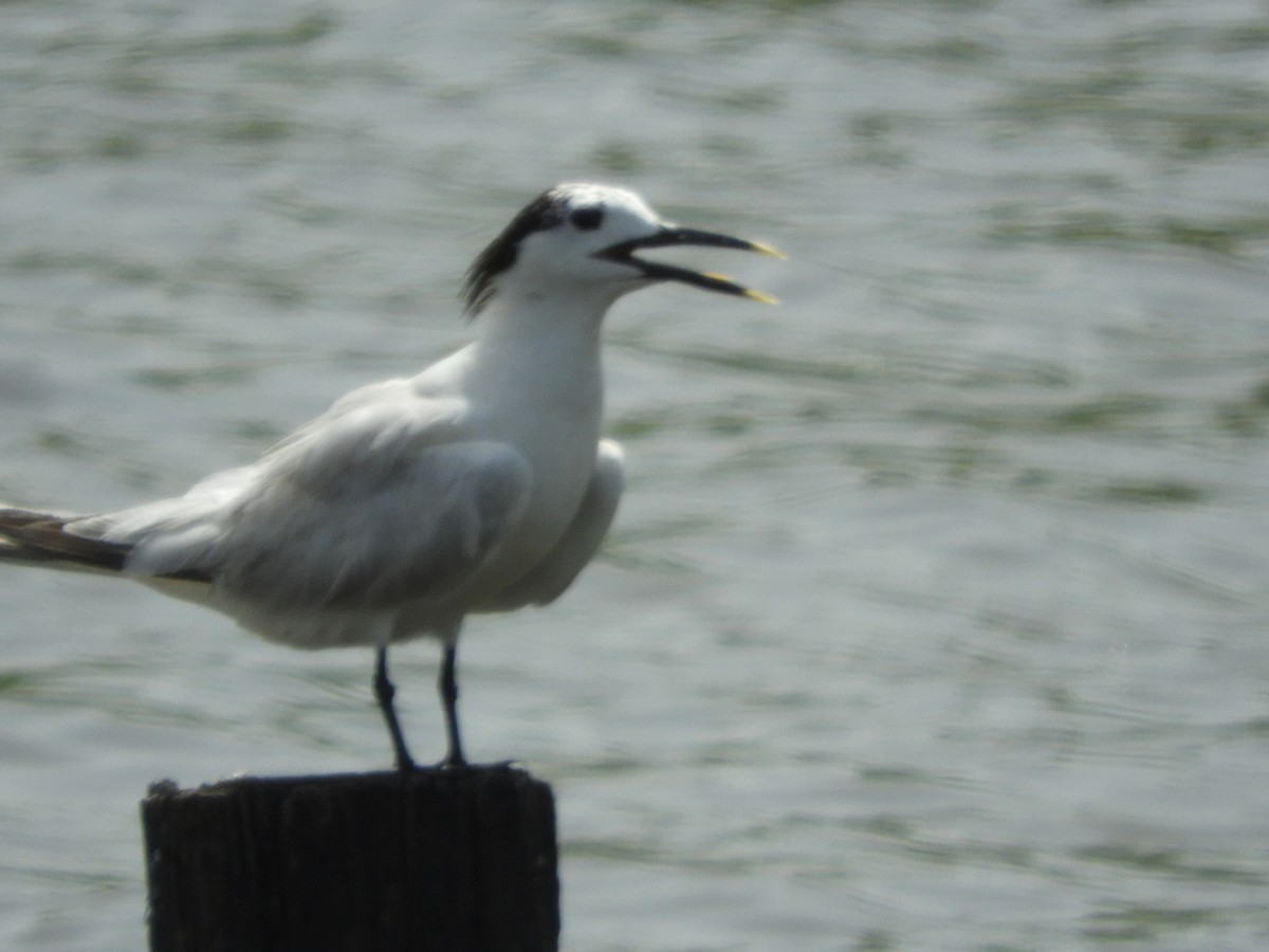 Sandwich Tern - ML110894981