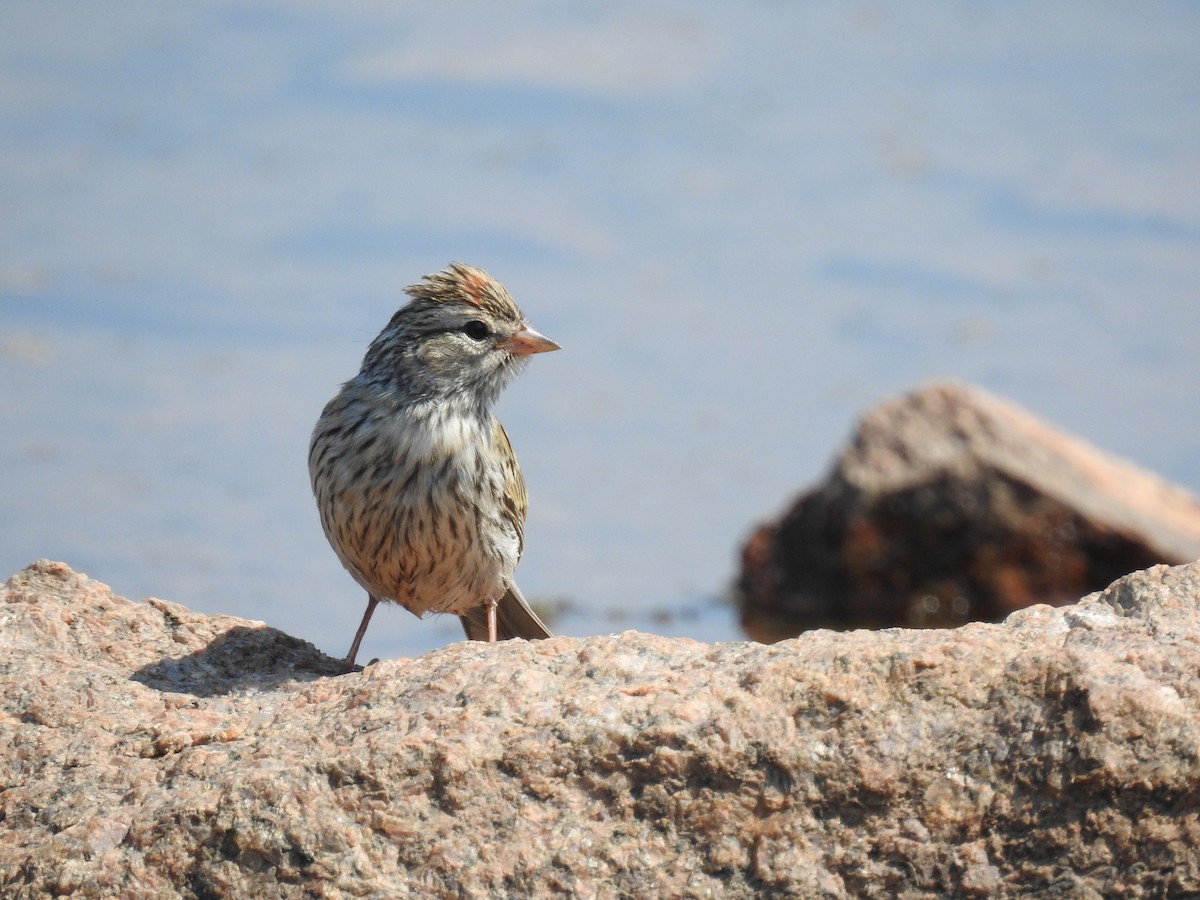 Chipping Sparrow - ML110895211