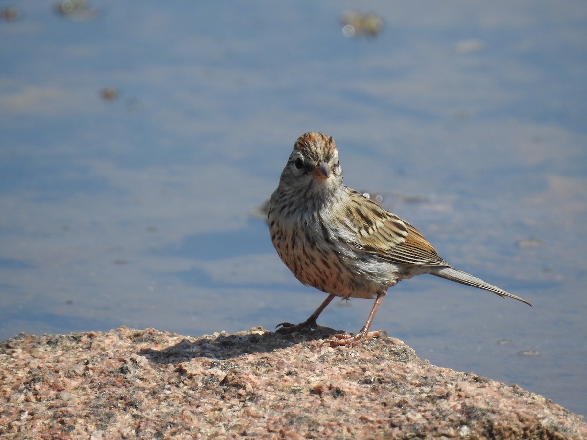 Chipping Sparrow - ML110895221