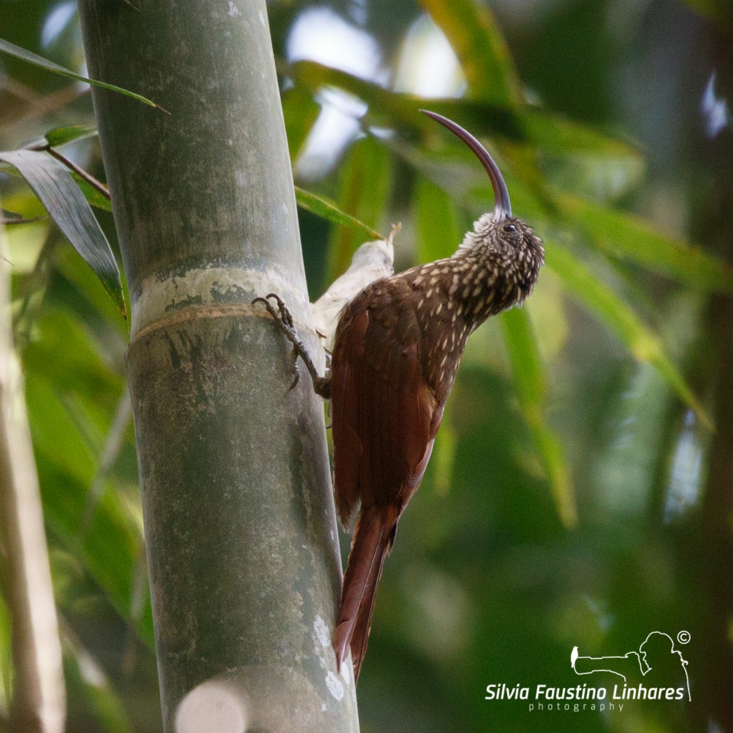 Xingu Scythebill - ML110896061