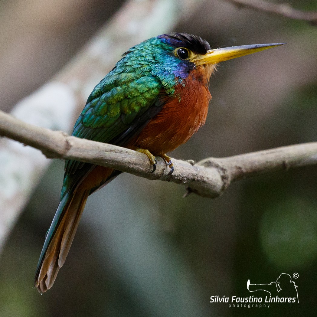 Blue-cheeked Jacamar - Silvia F🪶 Linhares