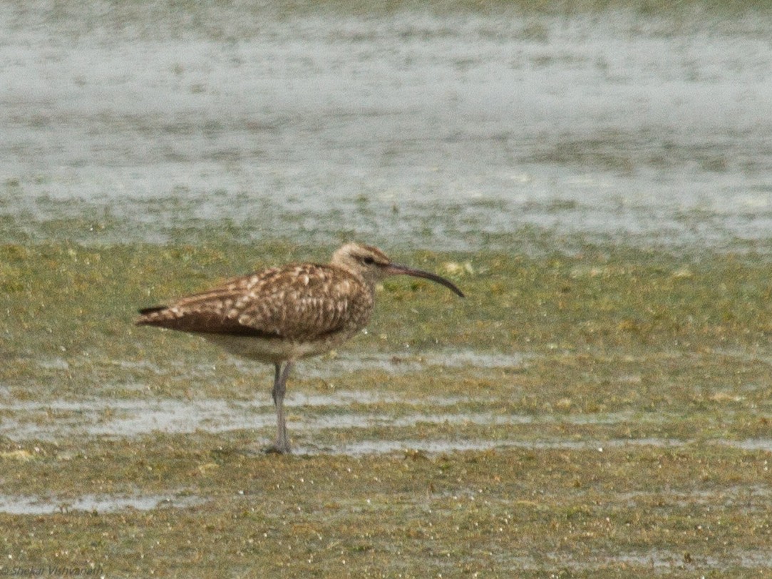 Whimbrel - ML110896151