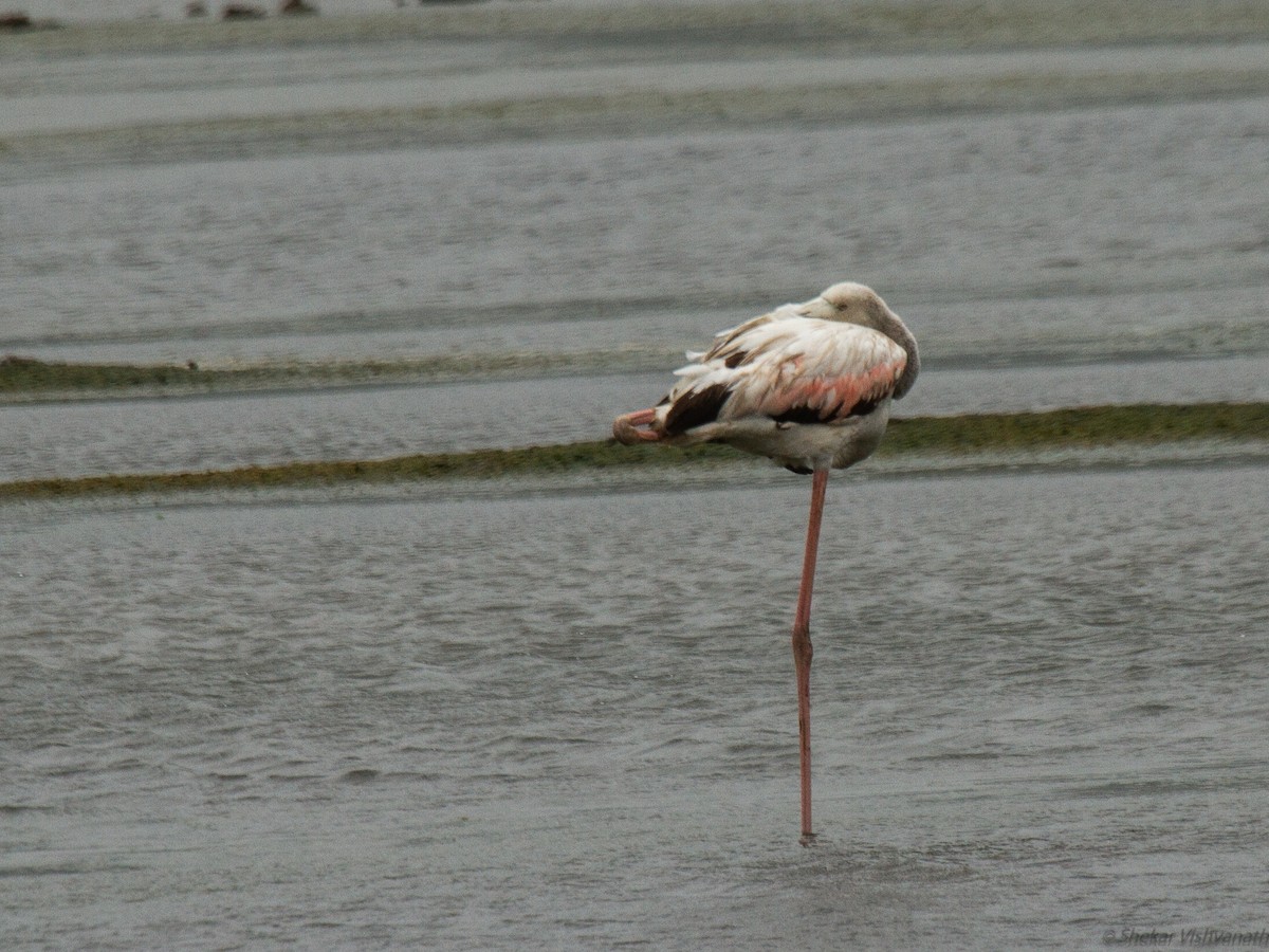 Greater Flamingo - ML110896171