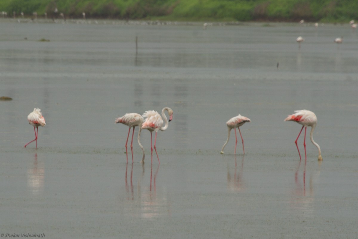 Greater Flamingo - ML110896221