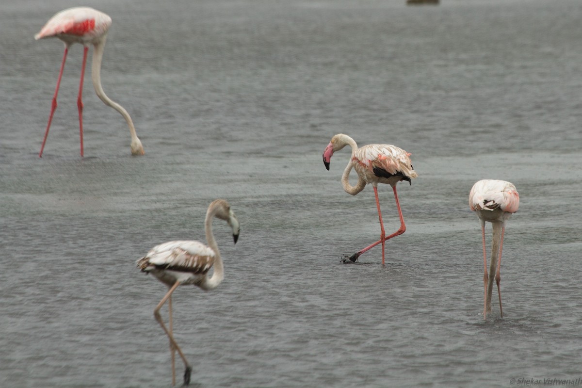 Greater Flamingo - ML110896271