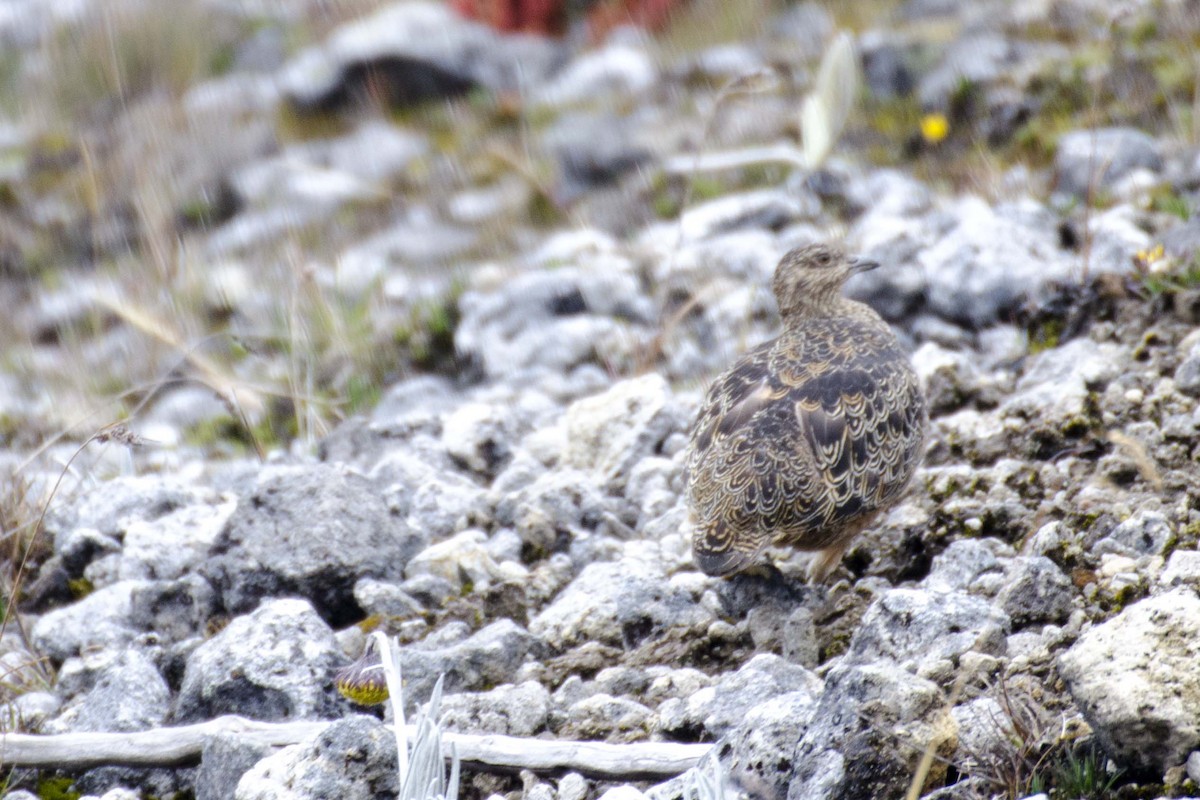 Rufous-bellied Seedsnipe - ML110896361