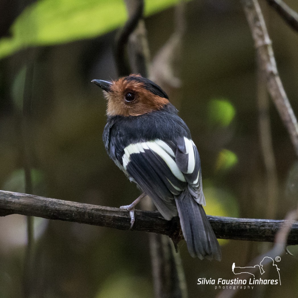 Black-chested Tyrant - ML110896491