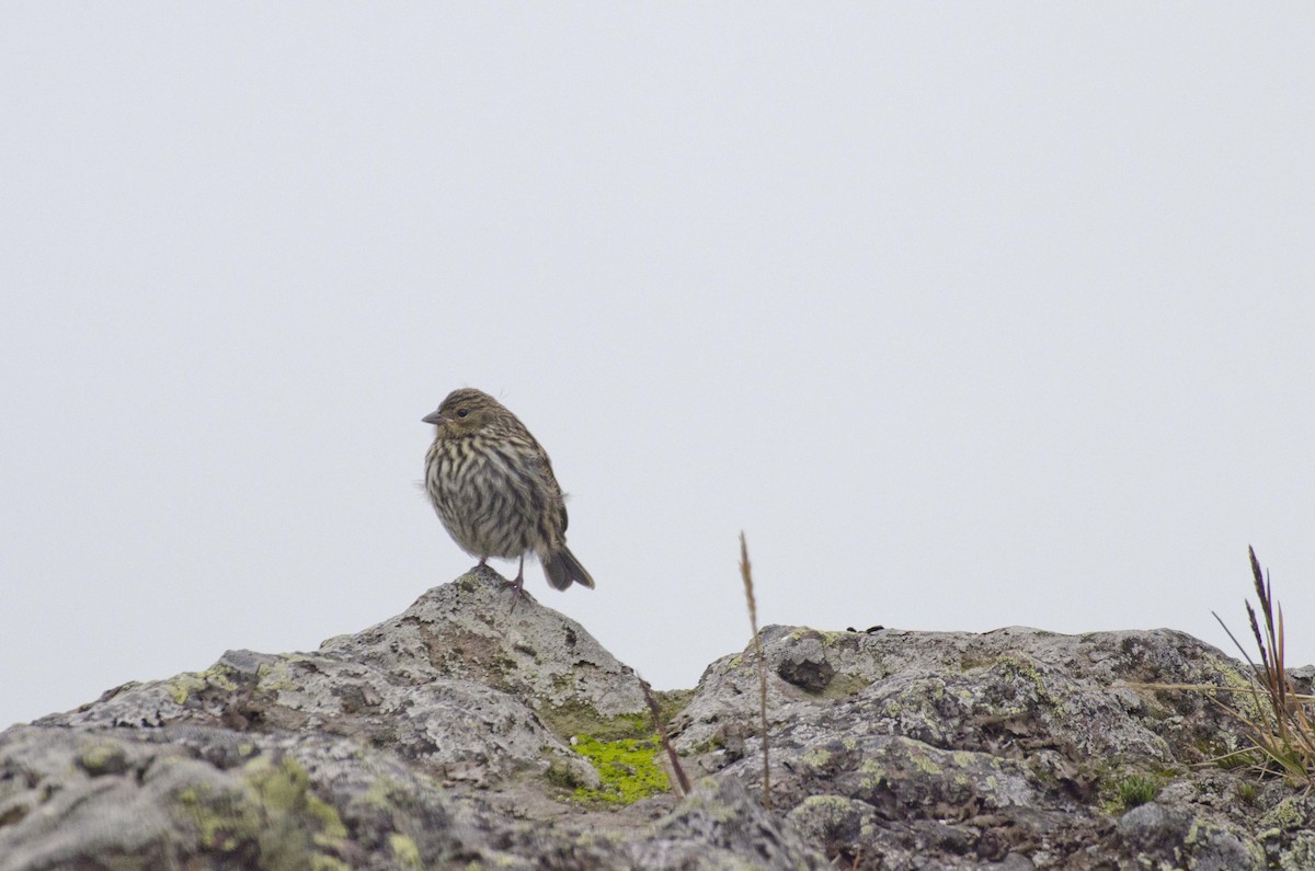 Plumbeous Sierra Finch - Angie Drake