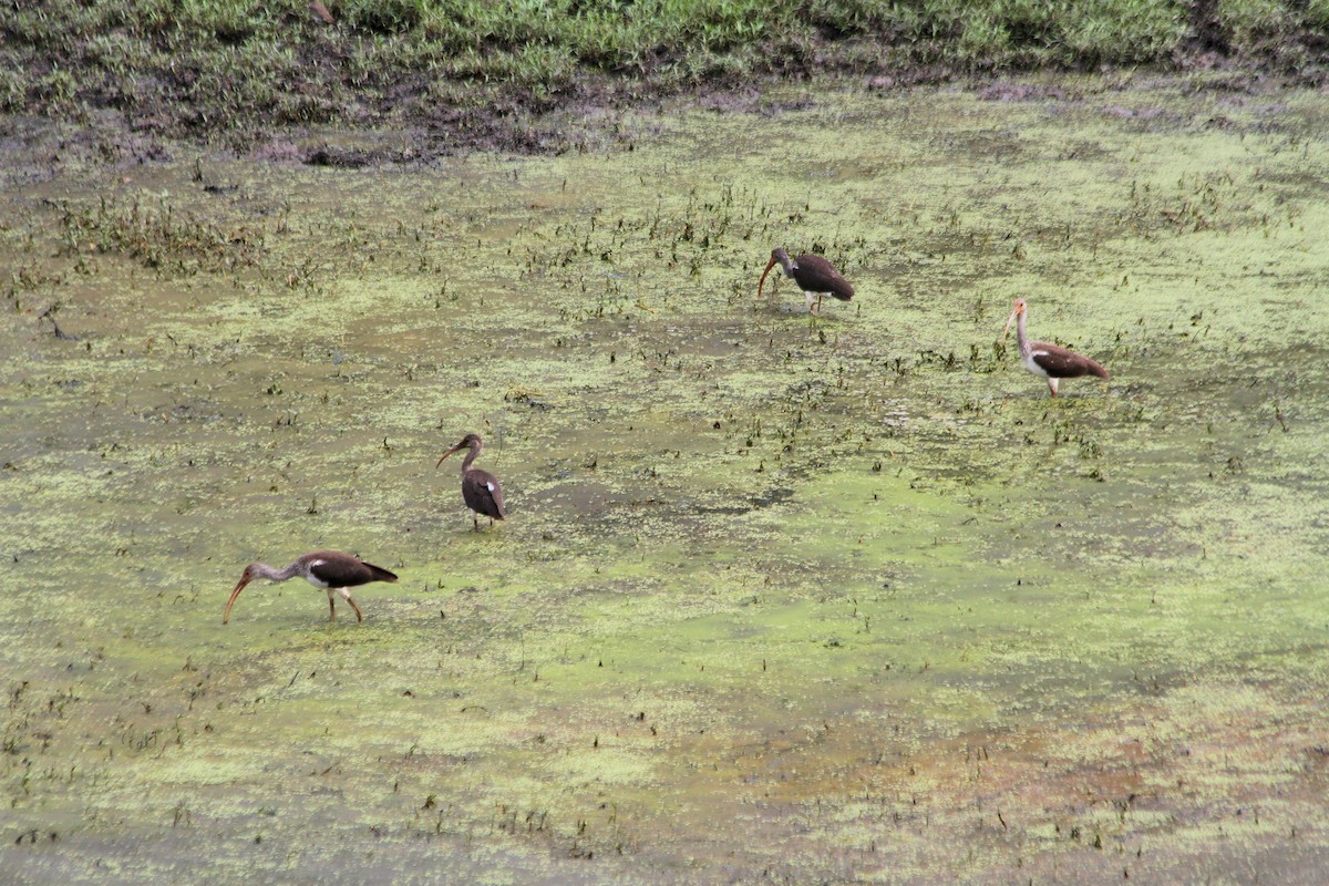 White Ibis - ML110896971