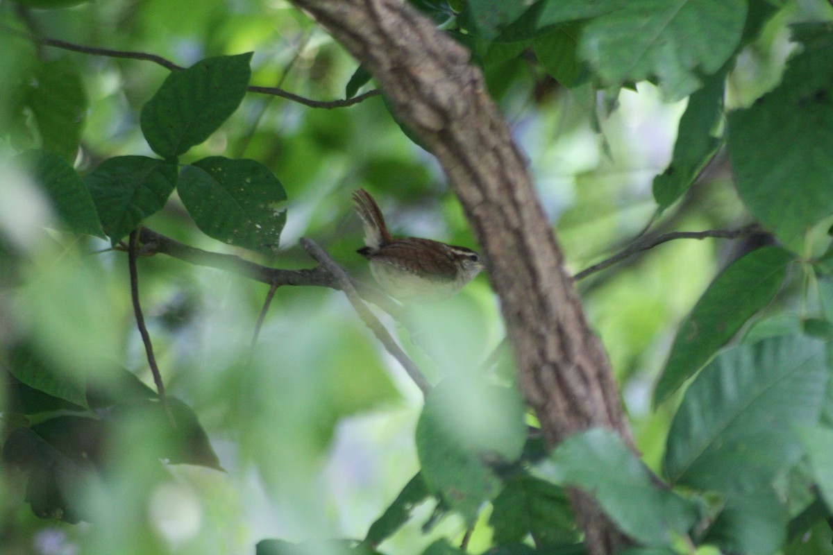 Carolina Wren - ML110898771