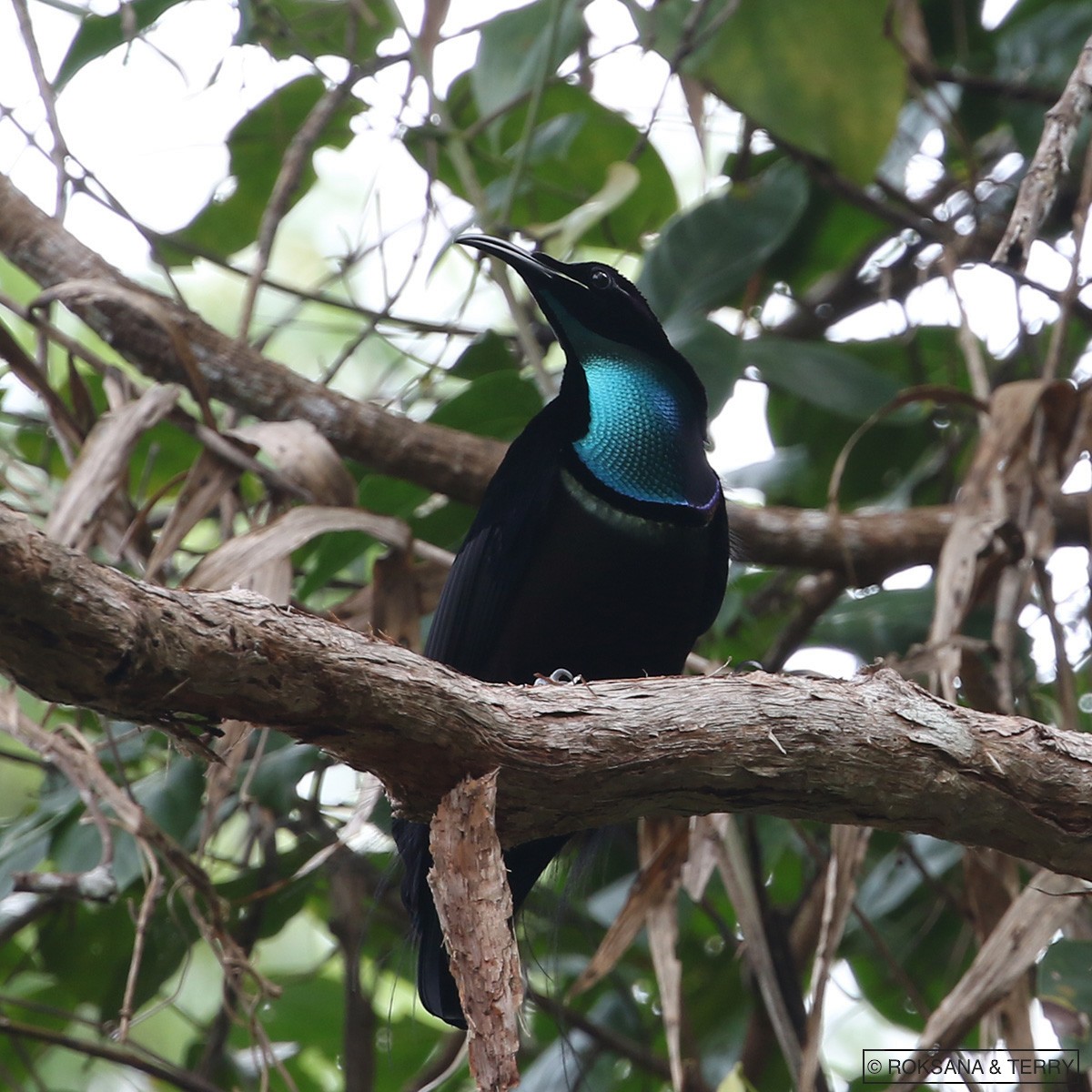 Magnificent Riflebird - ML110898801