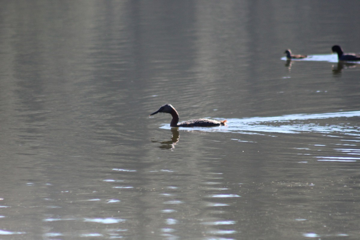 Great Grebe - ML110898811