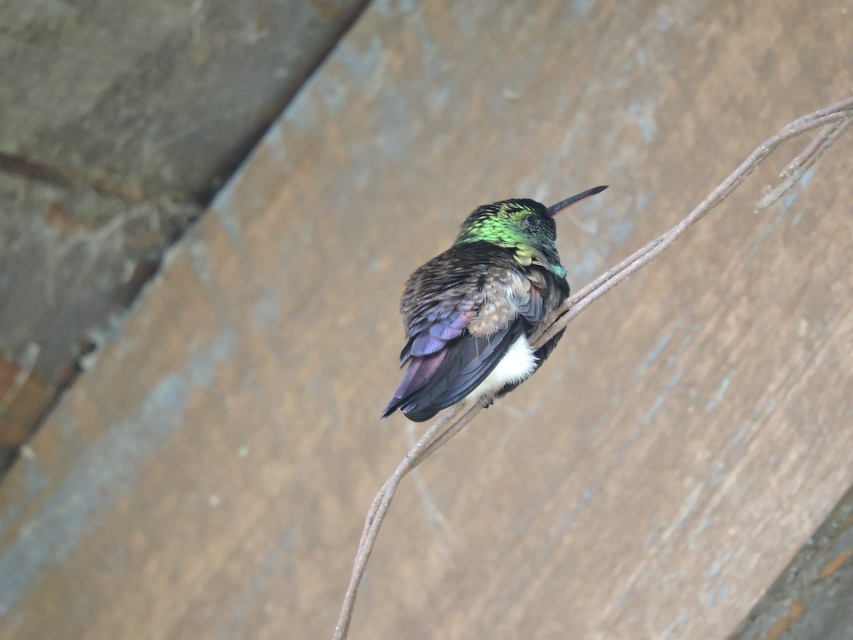 Blue-tailed Hummingbird - ML110899611
