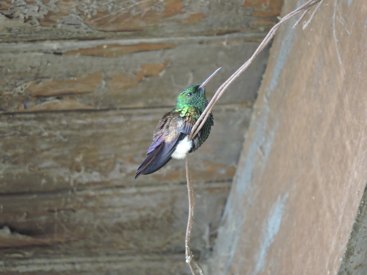 Blue-tailed Hummingbird - ML110899621