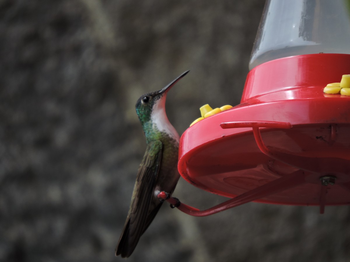 Azure-crowned Hummingbird - ML110899681