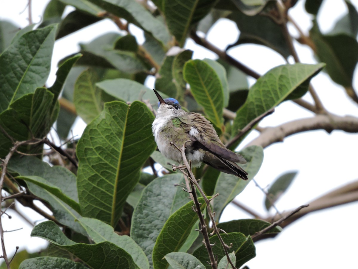 Azure-crowned Hummingbird - ML110899811